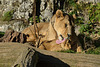 BESANCON: Citadelle: La lionne et le lionceau. 01