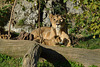 BESANCON: Citadelle: La lionne et le lionceau. 02