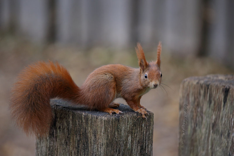 Eichhhörnchen statt Nashörnchen (Wilhelma)