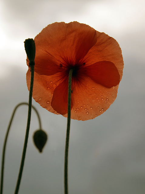 Remembrance Remembrance