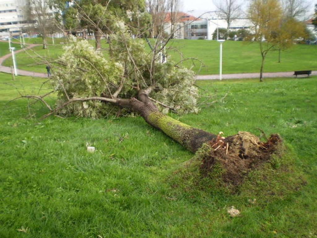 Almada - aftermath of a windstorm.