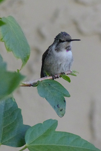 In A California Garden (8) - 5 November 2014