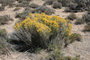 Rabbitbrush