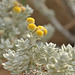 Otanthus maritimus, Guincho