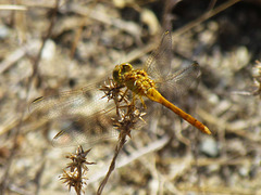 Southern Darter f (Sympetrum meridionale) 16-07-2012 10-24-03
