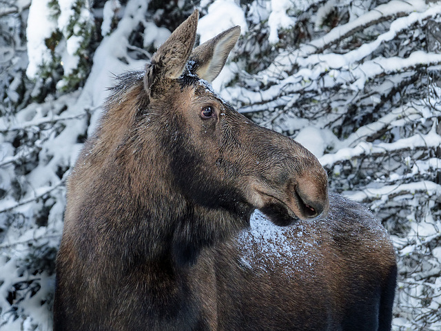 Moose in a winter wonderland
