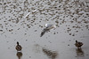 20140910 5061VRAw [NL] Lachmöwe (Chroicocephalus ridibundus), Stockente (Anas platyrhynchos),  Terschelling