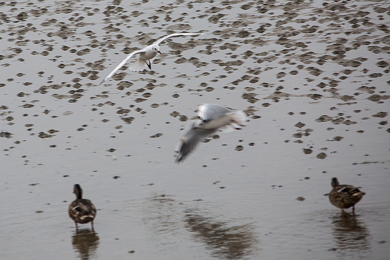 20140910 5061VRAw [NL] Lachmöwe (Chroicocephalus ridibundus), Stockente (Anas platyrhynchos),  Terschelling