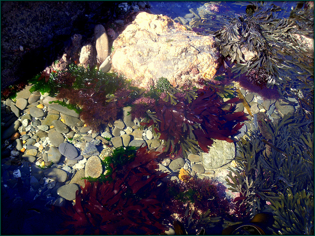 Rockpool, Porthtowan