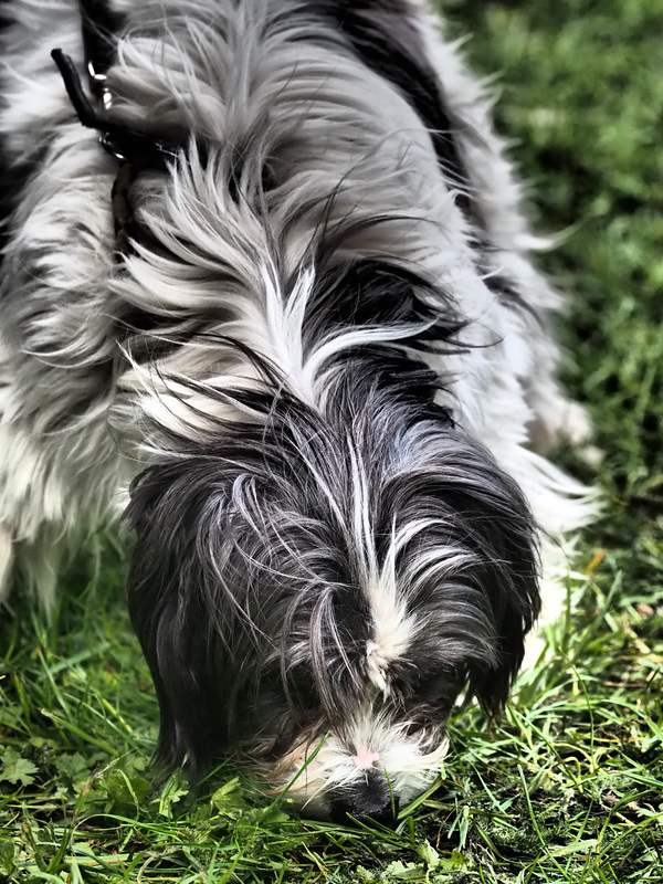 ...must be the smell of grass...