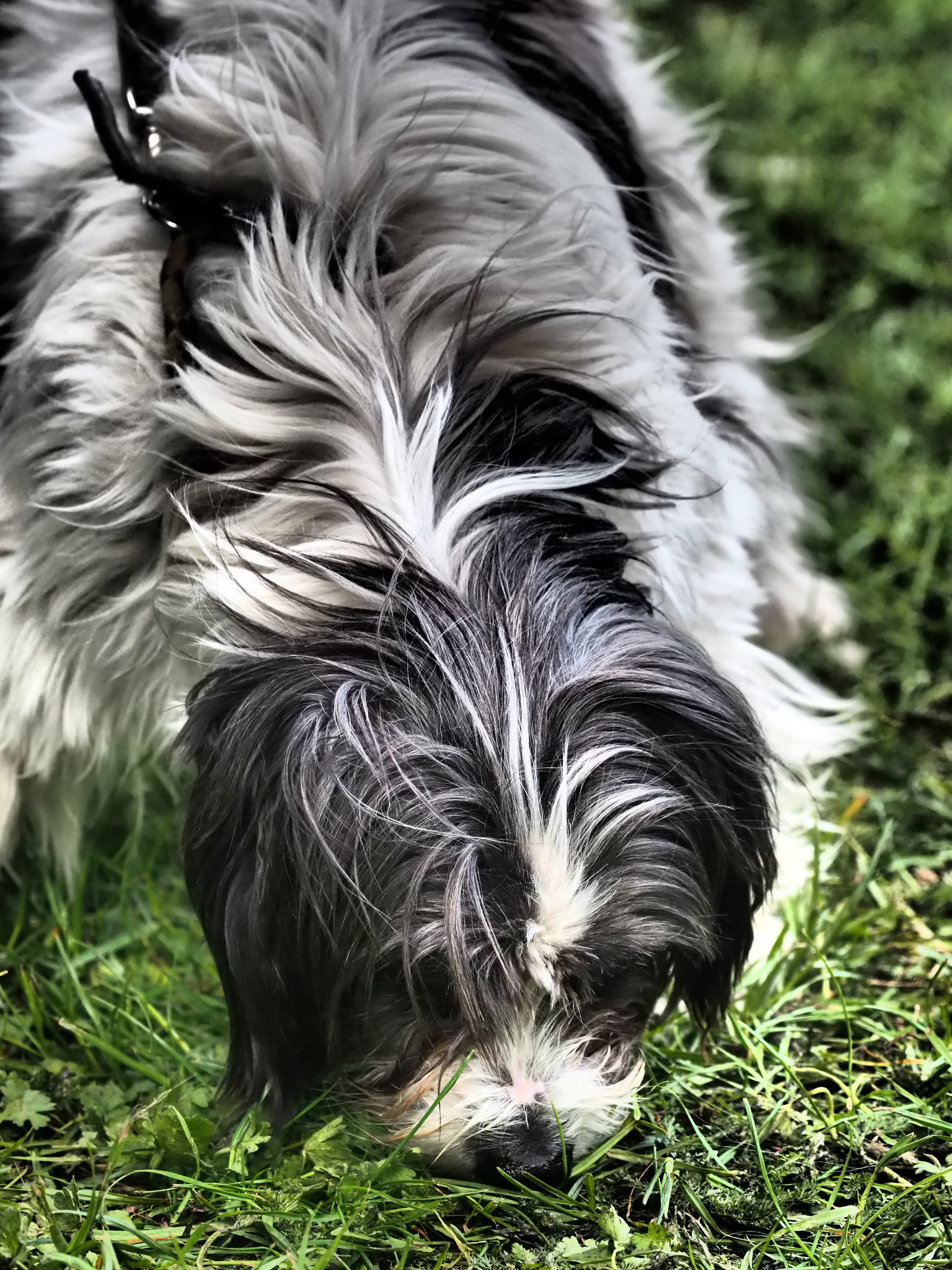 ...must be the smell of grass...