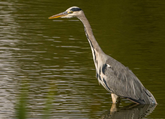 Heron