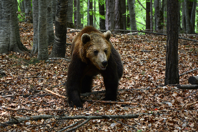 Bulgaria, Large Bear in the Belitsa Sanctuary