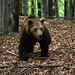 Bulgaria, Large Bear in the Belitsa Sanctuary