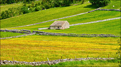 Buttercup Field Buttercup Field