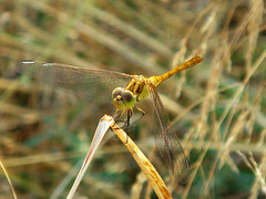 Southern Darter f (Sympetrum meridionale) 04-07-2012 16-18-36