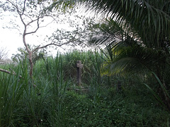 Cimetière des Caraïbes / Caribbean cemetery.