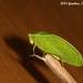 98 (Leaf Katydid 1) Itarissa sps.