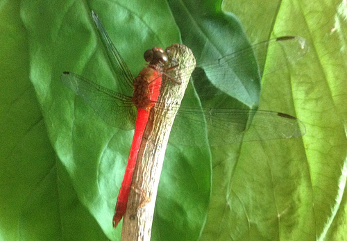 105 One of many Dragonflies around the Rio Chagres