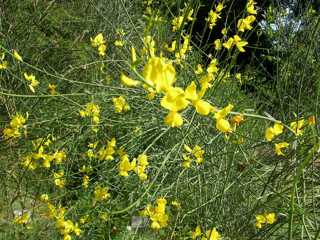 Ginsterblüte im September