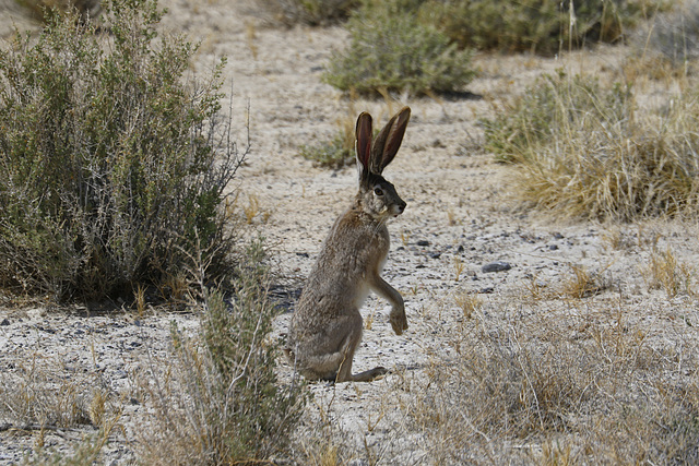 Black-tailed Jackrabbit