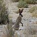 Black-tailed Jackrabbit