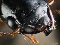 Beetle Portrait