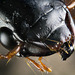 Beetle Portrait
