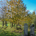 Sunny Autumn Monday - colours by the pond