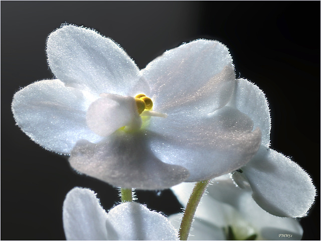 A little white beauty