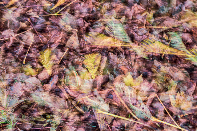 Leaf litter