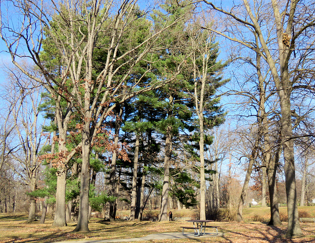 Size comparison... (Location: Paint Creek Park, Rochester, Michigan)