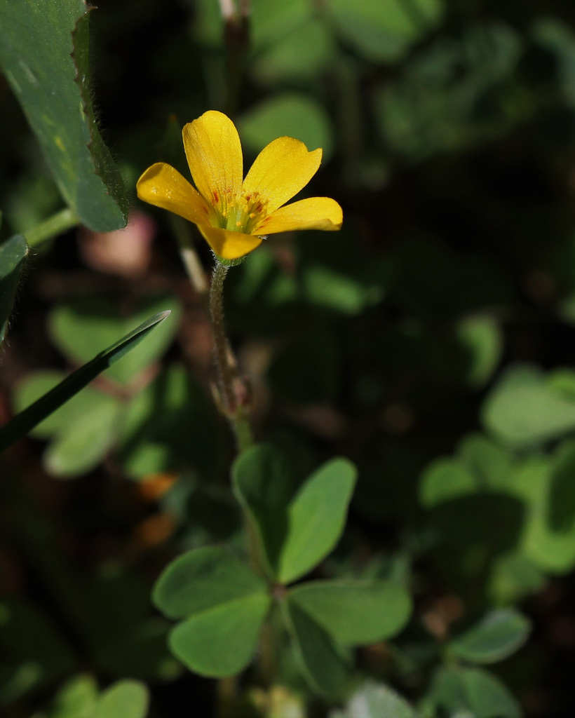 Oxalis corniculata var. corniculata