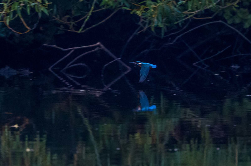 Kingfisher