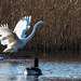 Great white egret