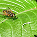 Hoverfly And ???