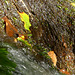 20230930 -1001 Alzon paradis dodo Saint Guirral (12)