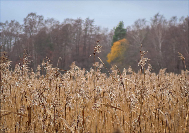 late autumn