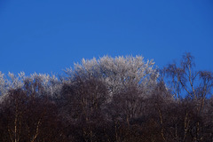 snow capped Shire Hill Wood (2)