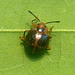 96 A "Hot Cross" Beetle