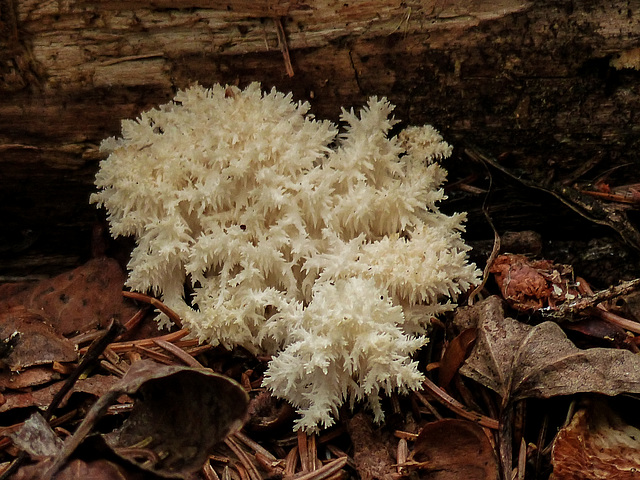 Comb Tooth fungus / Hericium coralloides