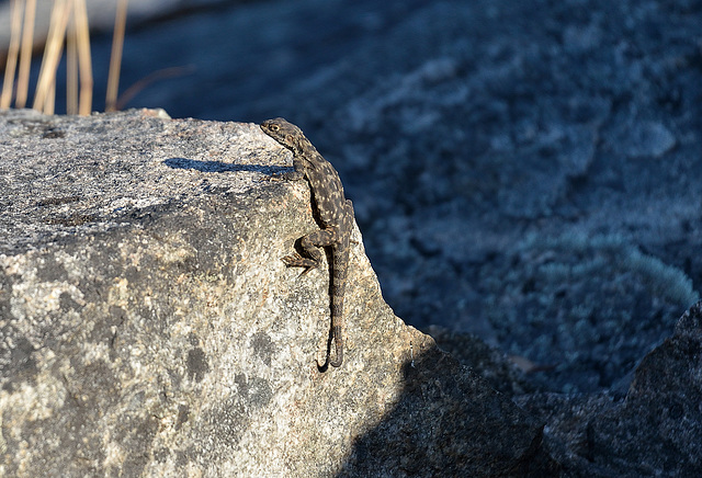 DWARF OR WESTERN BEARDED DRAGON Pogona minor