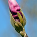 Magnolienknospe oder ein Zeichen auf Frühling
