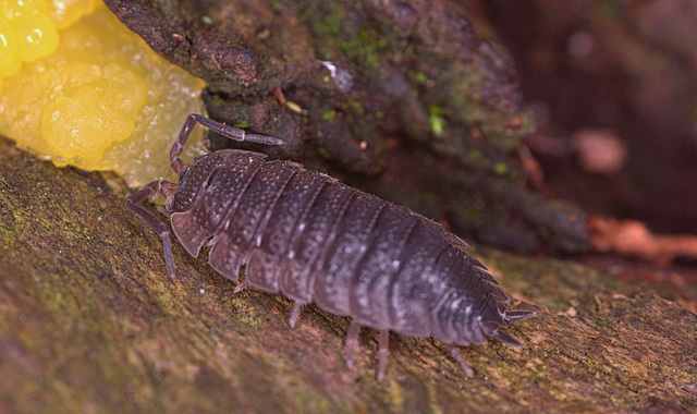 Woodlouse IMG_1008