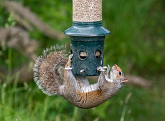 Grey squirrel