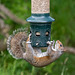 Grey squirrel