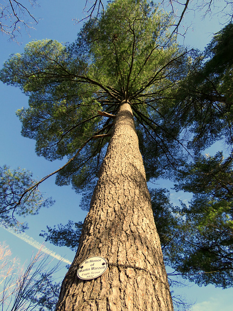 White Pine, planted 1932 in honor of an Eagle Scout.