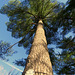 White Pine, planted 1932 in honor of an Eagle Scout.