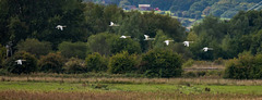 Mute swans