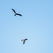 Marsh harriers